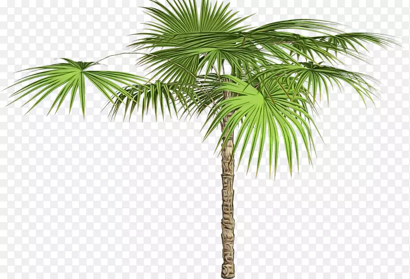 亚洲棕榈树椰子