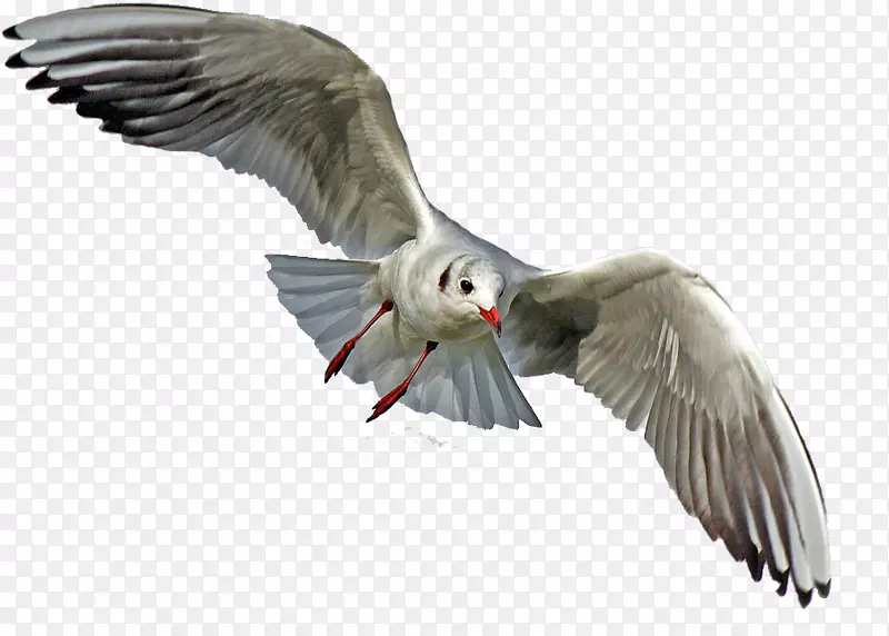海鸥、秃头鹰、png图片鹈鹕-飞鸟PNG pngtree