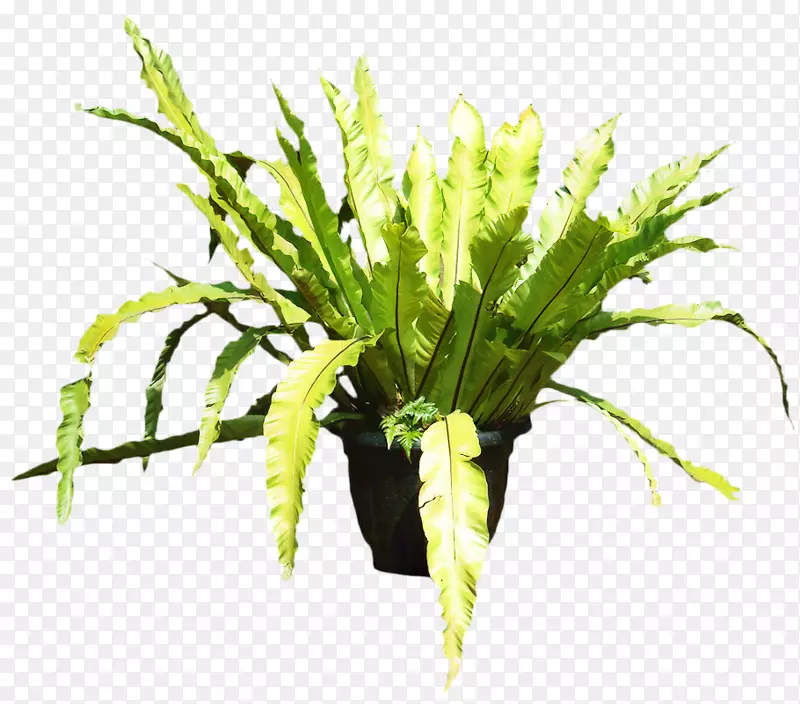 燕窝蕨类植物png图片剪辑艺术树蕨类植物
