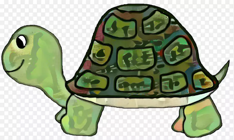 盒龟海龟m