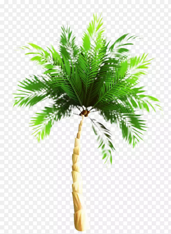 亚洲棕榈树棕榈油椰子