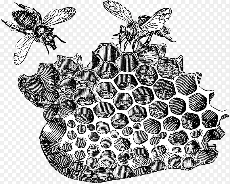 蜜蜂 蜂巢 古董