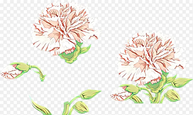 菊花 花卉设计 绘画