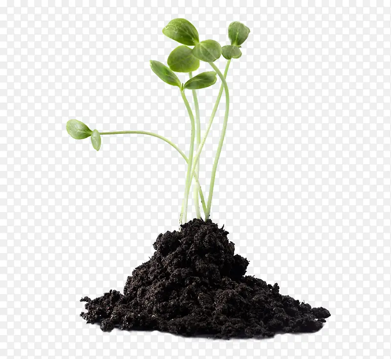 土壤 肥料 植物