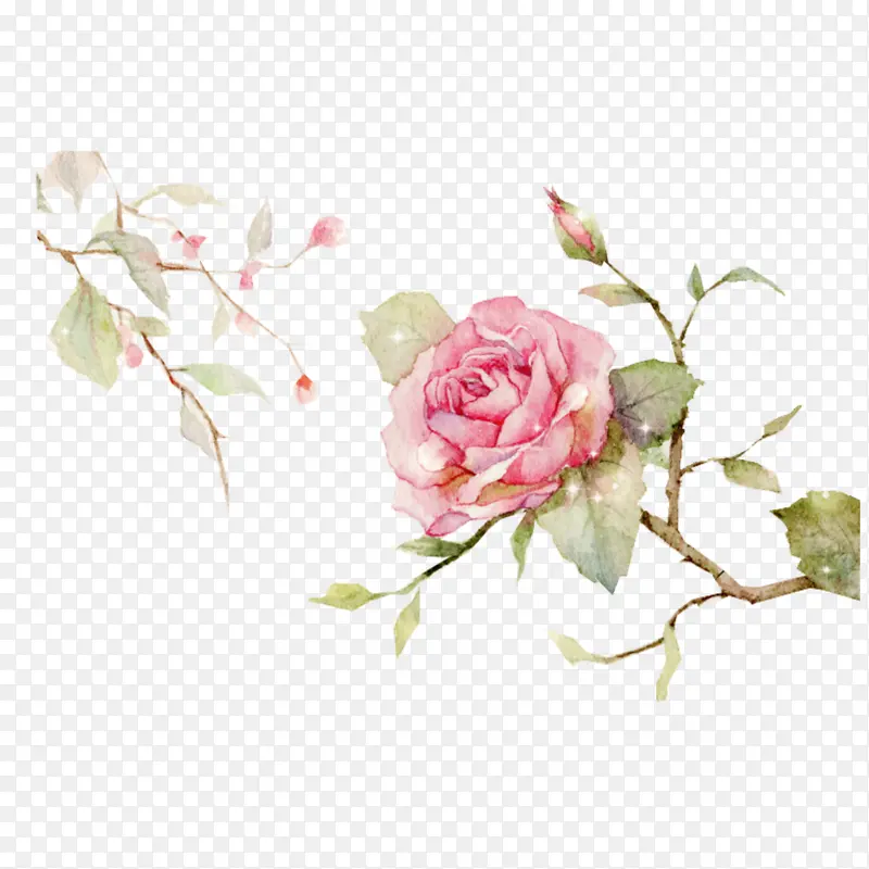 玫瑰 花卉 绘画