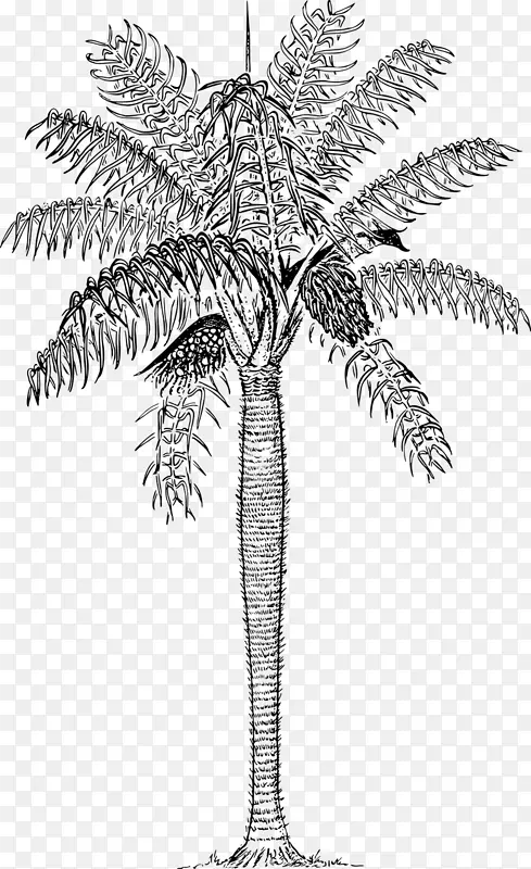 棕榈树 植物 尖叶树