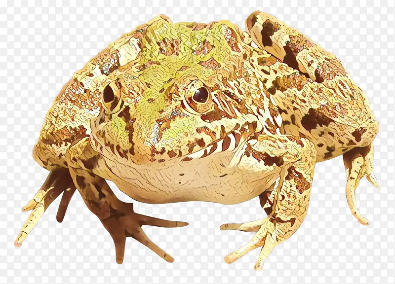 美国牛蛙 青蛙 食用蛙