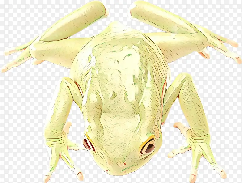 树蛙 青蛙 性格