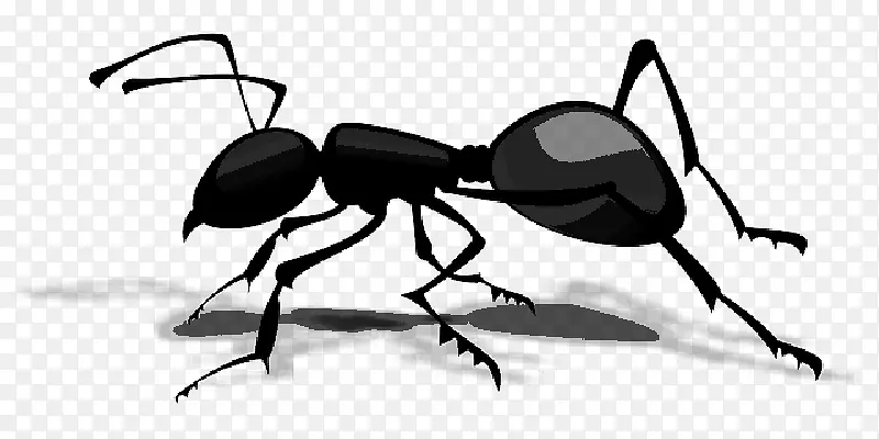 蚂蚁 原子蚂蚁 昆虫