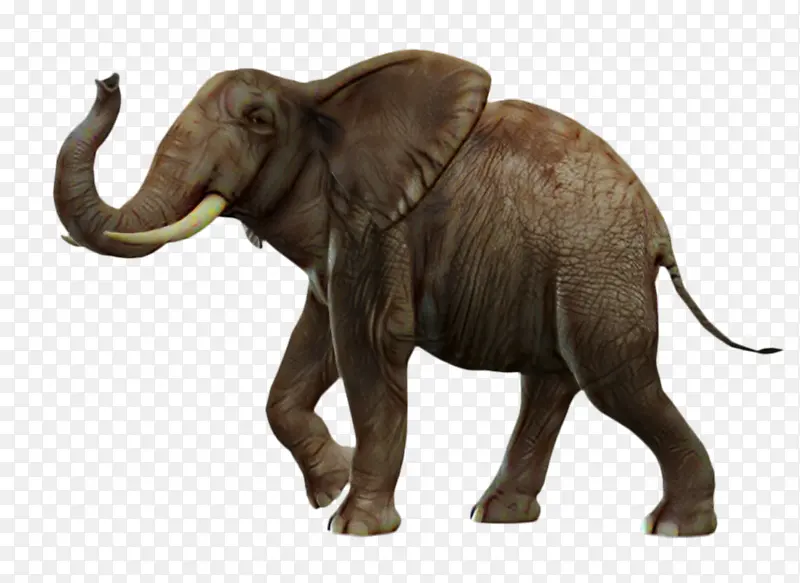 非洲丛林大象 亚洲大象 大象