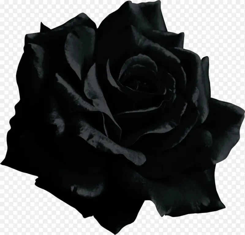 黑玫瑰 玫瑰 绘画