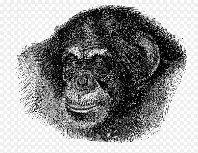 黑猩猩 猿 大猩猩