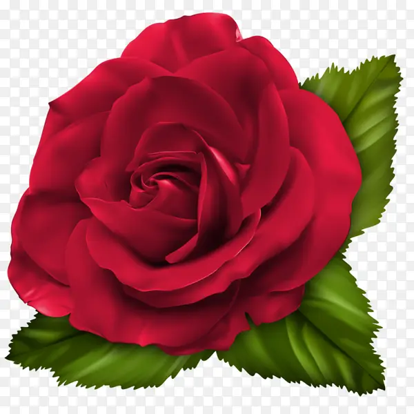 花园玫瑰 卷心菜玫瑰 多花玫瑰