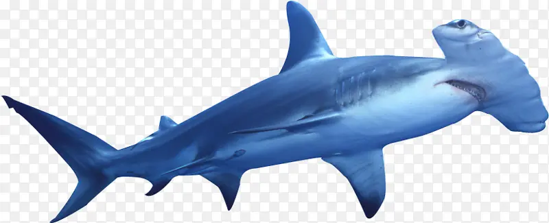 鲨鱼 锤头鲨 大锤头鲨
