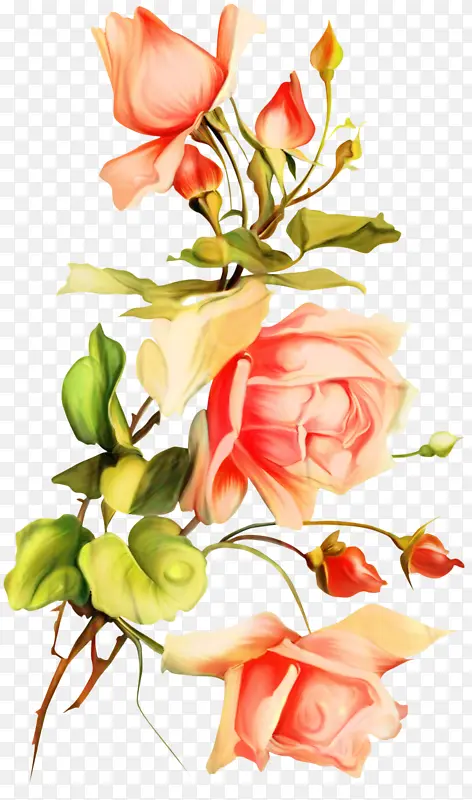 花园玫瑰 花卉设计 玫瑰