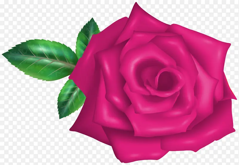 花园玫瑰 卷心菜玫瑰 花朵