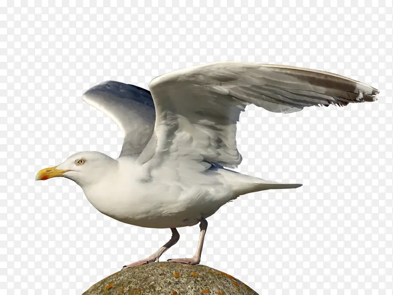 海鸥 水彩画 鸟