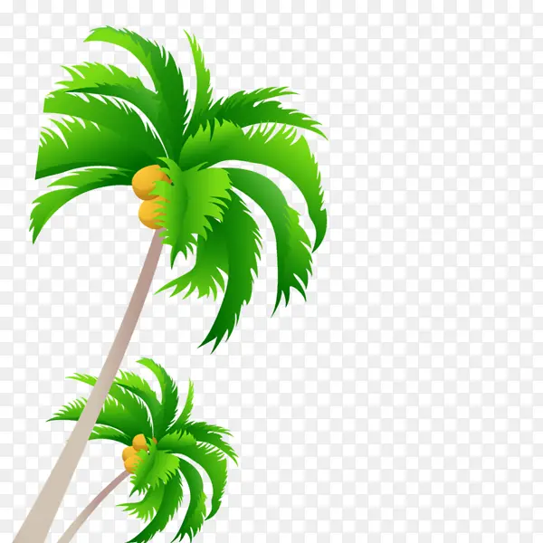 采购产品棕榈树 树 椰子