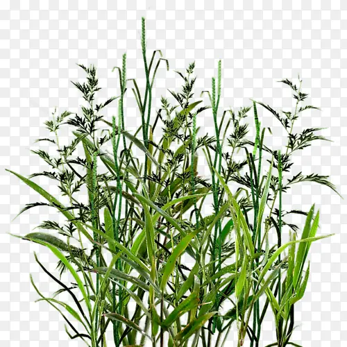 芦苇 草本植物 植物