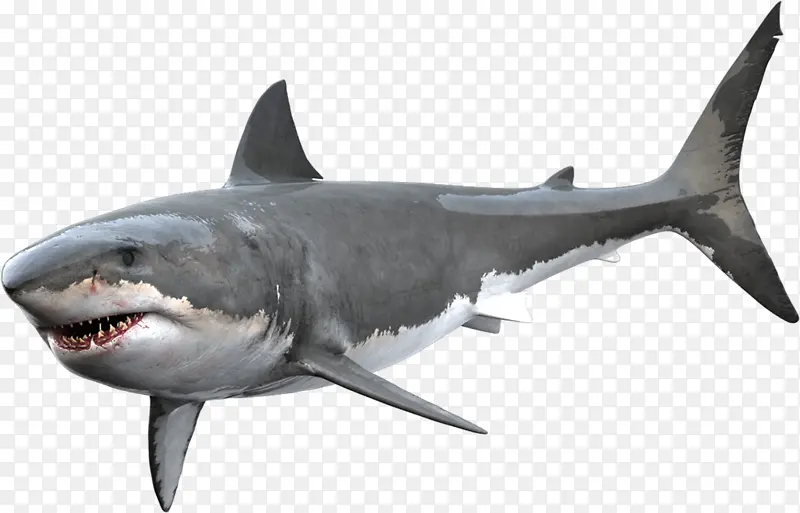 鲨鱼 大白鲨 虎鲨