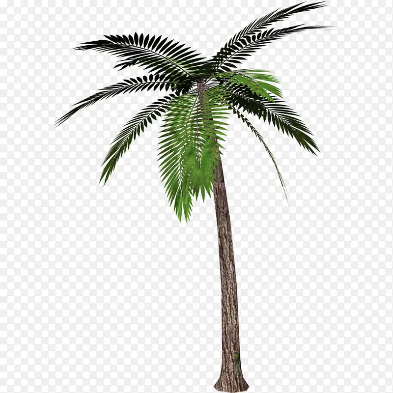 棕榈树 墨西哥扇棕榈树 椰子树