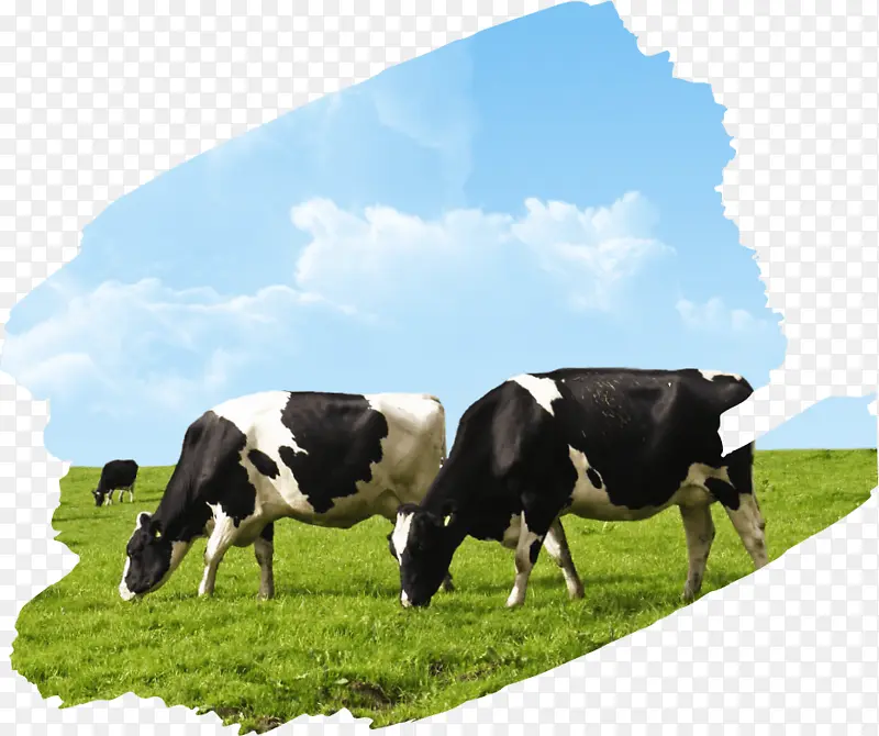 农业 牛 牲畜
