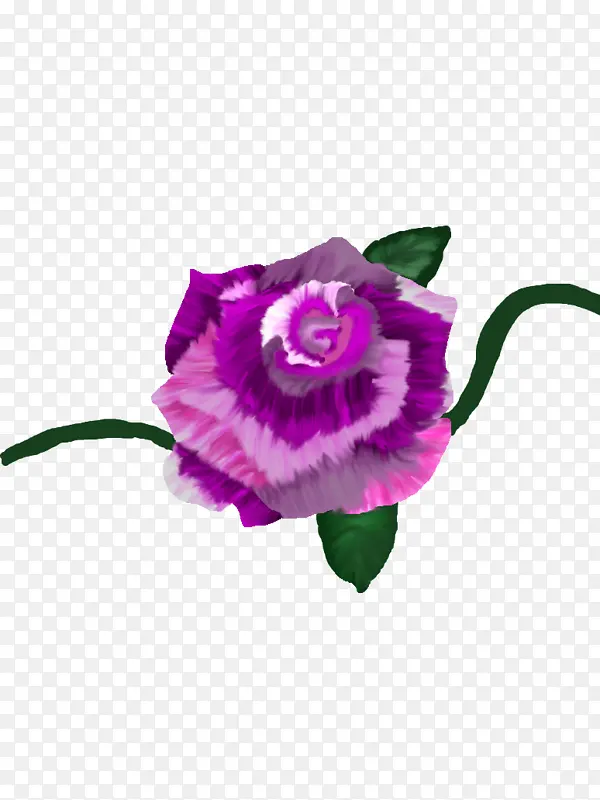 切花 花朵 紫色