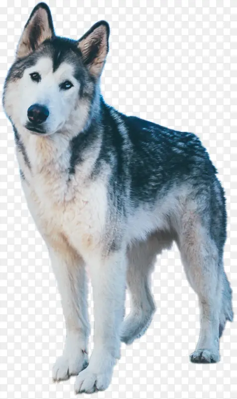 迷你西伯利亚哈士奇犬 加拿大爱斯基摩犬 阿拉斯加雪橇犬
