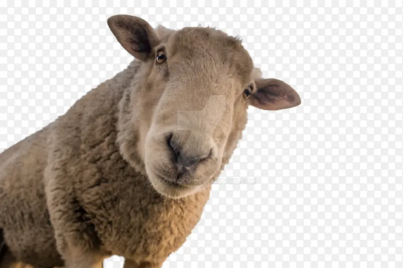 绵羊 剪羊毛 山羊