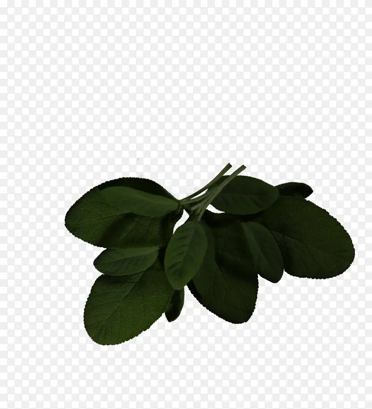 叶子 绿色 植物