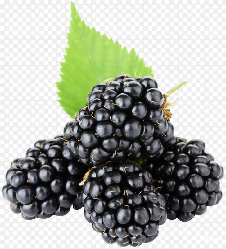 黑莓派 黑莓 水果