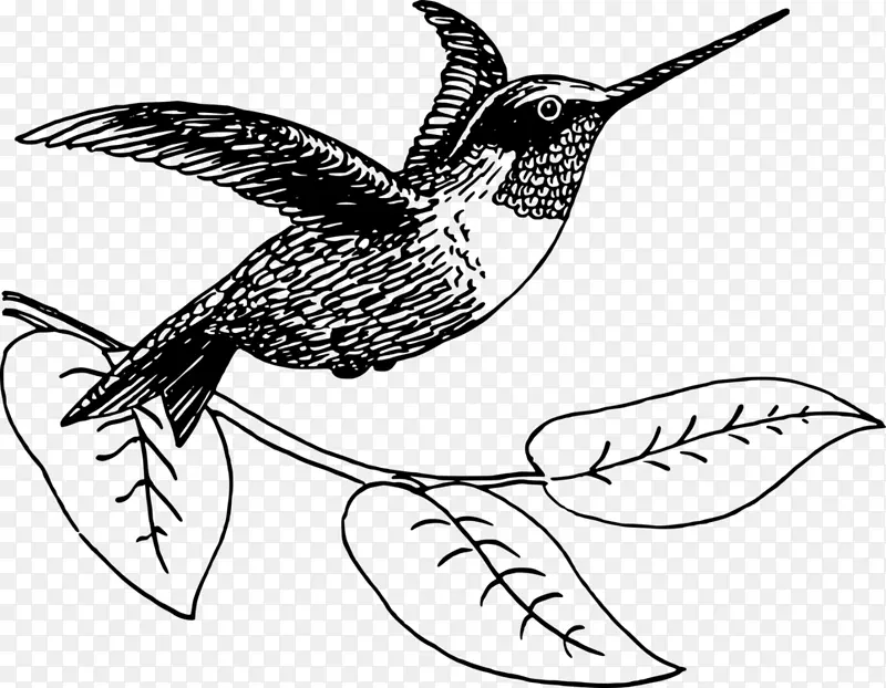 蜂鸟 鸟 绘画