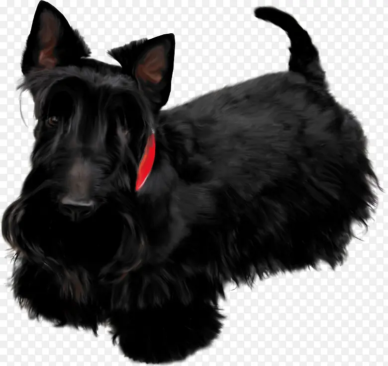 拉布拉多猎犬 猎犬 黑色俄罗斯猎犬