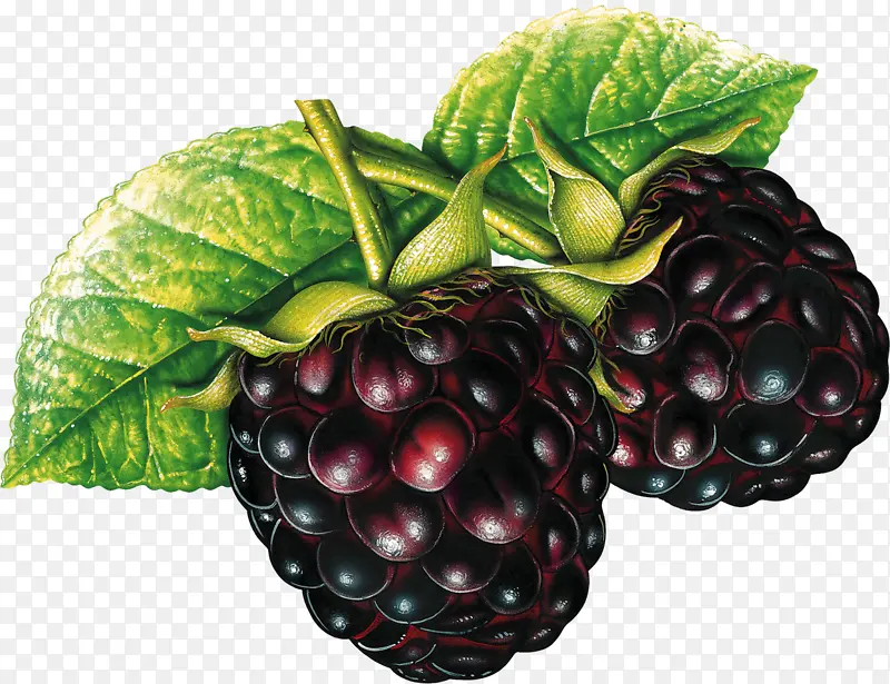 黑莓 水果 覆盆子