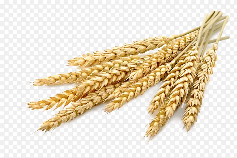 小麦 谷物 大麦