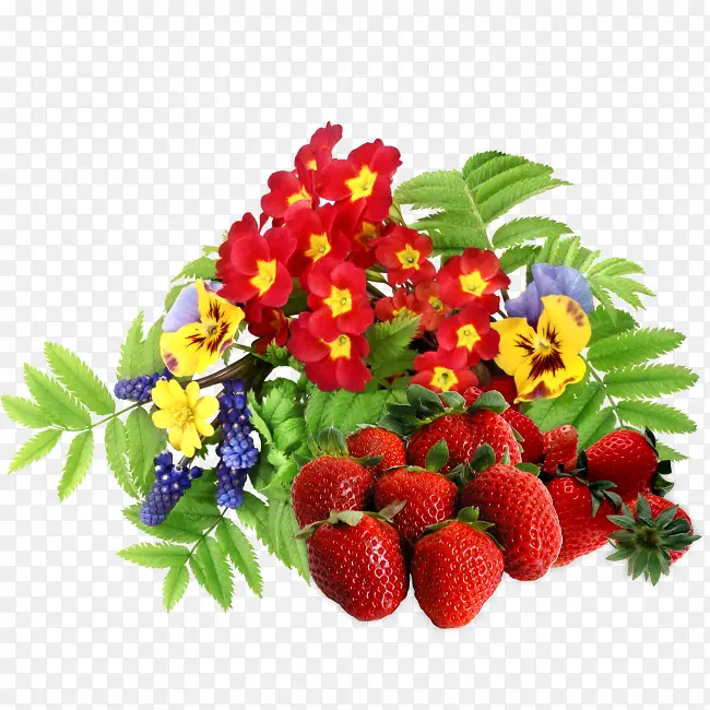 草莓 鲜花 切花