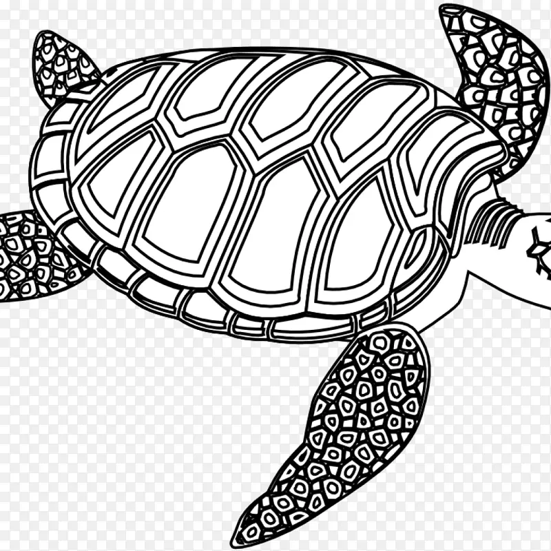 海龟 爬行动物 绿海龟