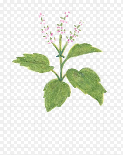 圣罗勒植物插画PNG图片素材下载_图片编号6742284-PNG素材网