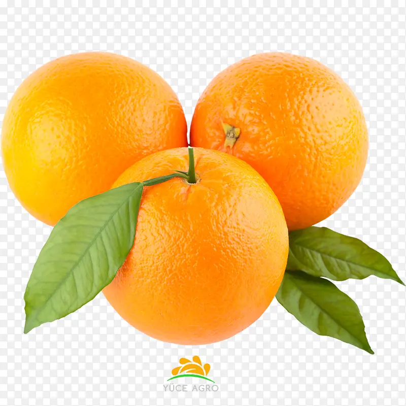 橙子 柑橘 水果