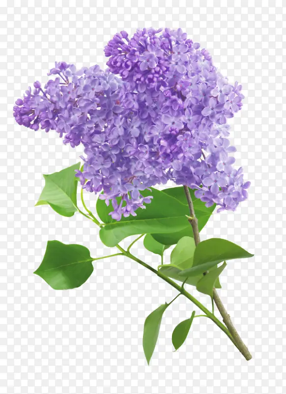 紫丁香 紫罗兰 薰衣草