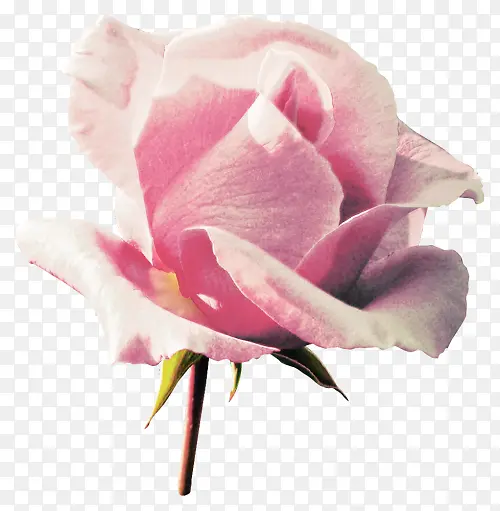 花园玫瑰 花朵 粉色