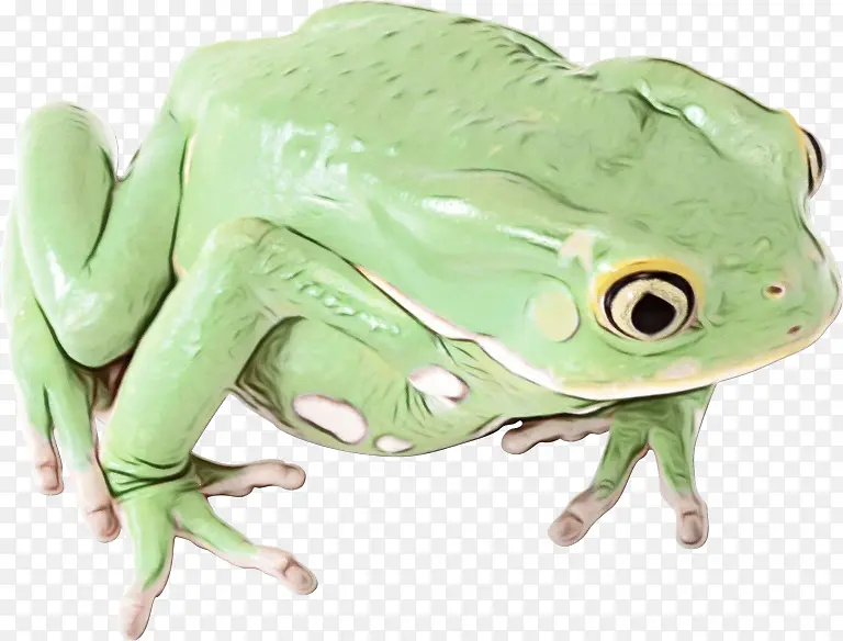 青蛙 普通青蛙 食用青蛙