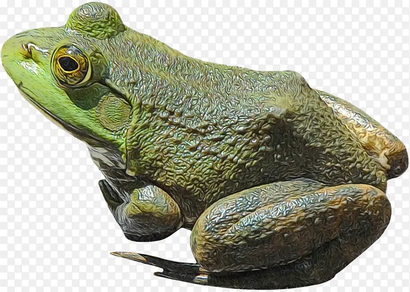 美国牛蛙 青蛙 爬行动物