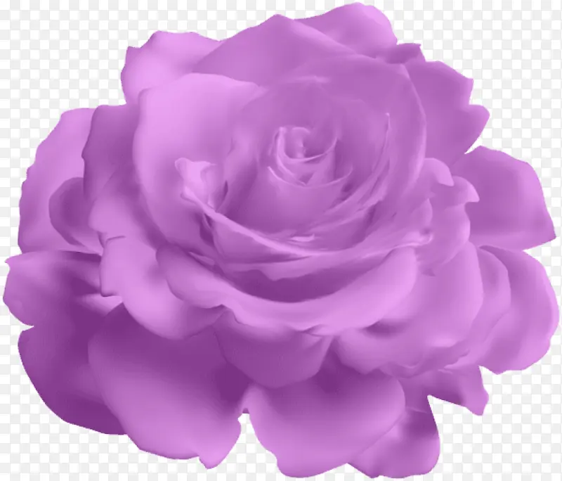 花园玫瑰 紫色 蓝玫瑰