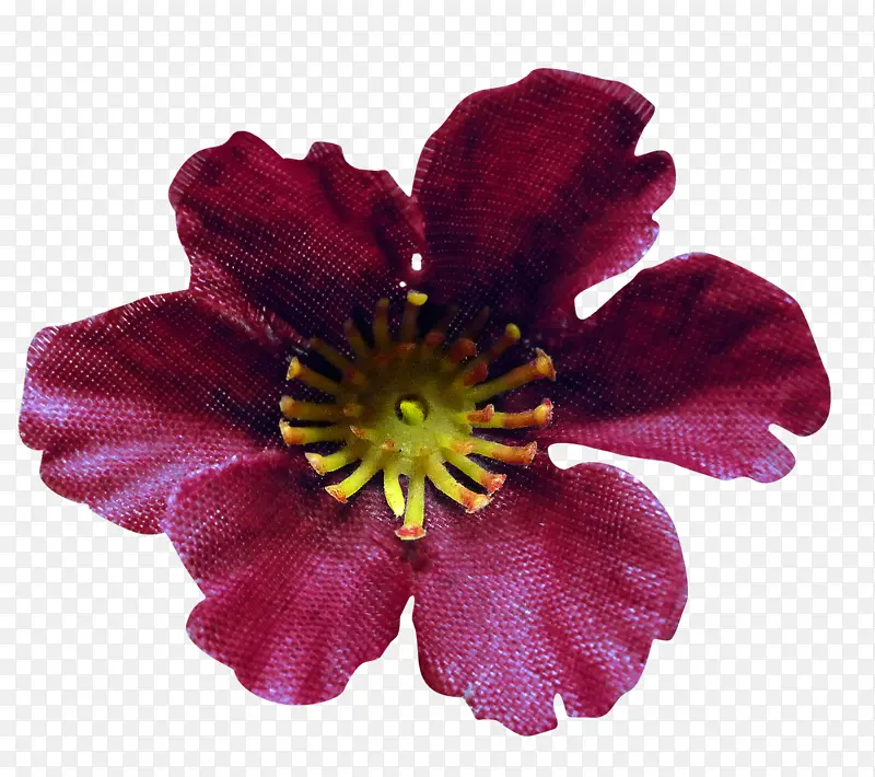 花瓣 切花 洋红