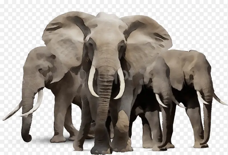 印度象 大象 非洲象
