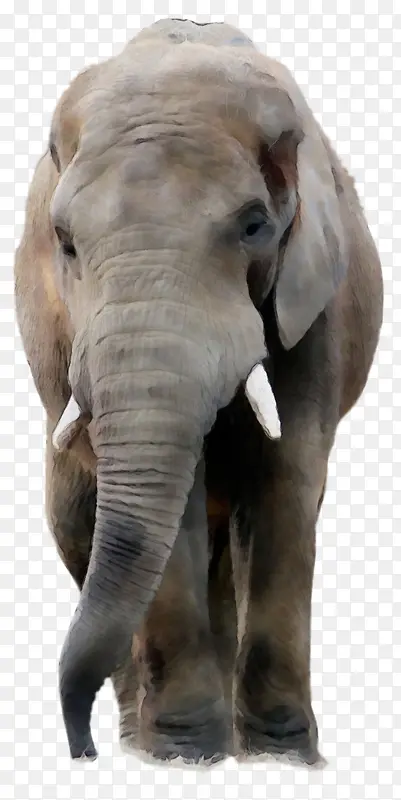 大象 亚洲象 非洲丛林象