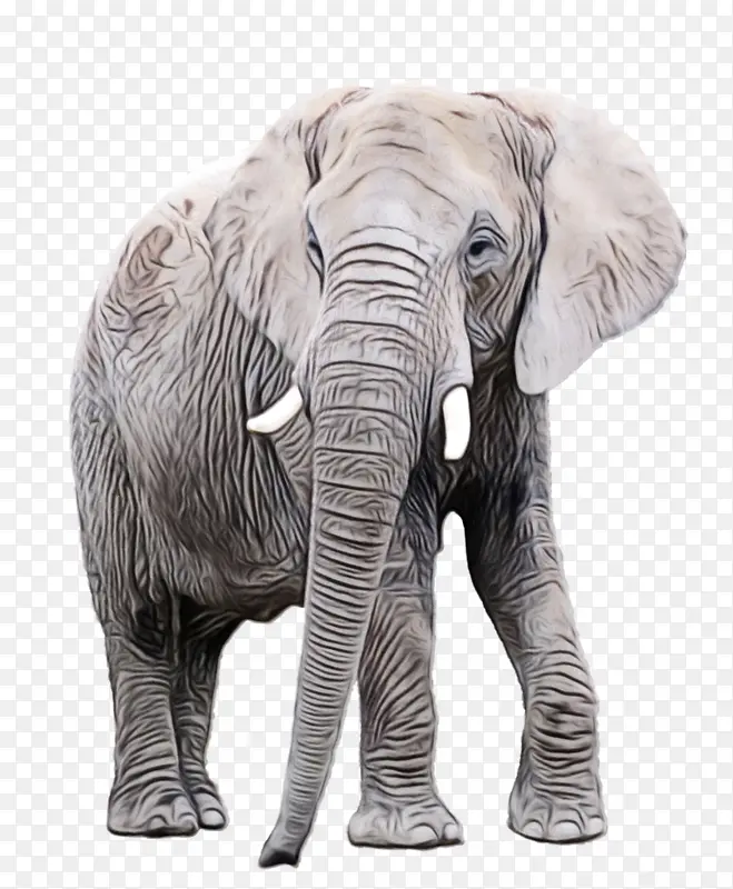 大象 非洲丛林象 印度象