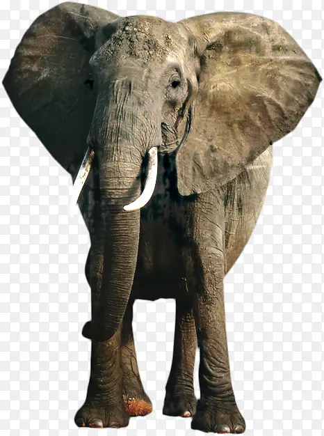 亚洲大象 非洲丛林大象 大象