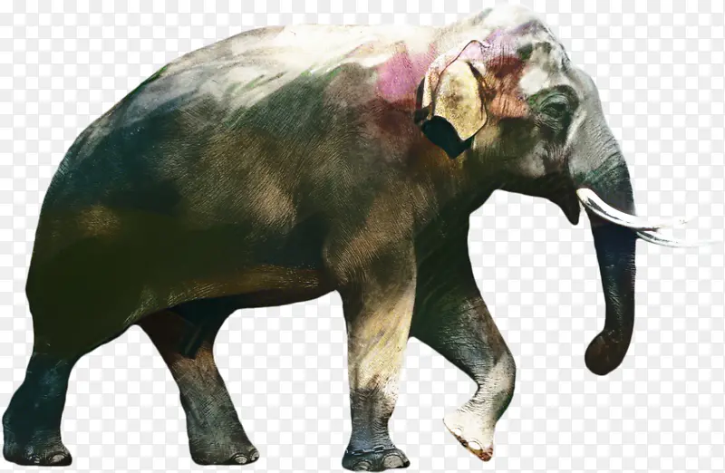 非洲丛林象 大象 印度象